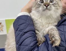 Ветеринарная клиника АйбиВЕТ, Галерея - фото 9