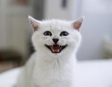 null Ветеринарный центр доктора Базылевского А.А. Филиал «Могилев», Галерея - фото 14