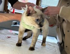 Ветеринарная клиника Питомец, Галерея - фото 7