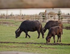 Парк семейного отдыха/зоопарк Парк животных, Галерея - фото 10