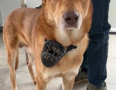 Ветеринарная клиника АйбиВЕТ, Галерея - фото 18