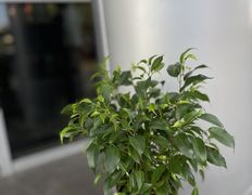 Салон цветов Фурор, Комнатные растения - фото 14