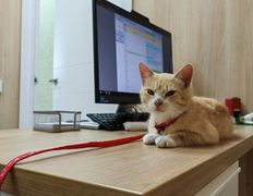 Ветклиника Хвостатый нянь, Наши пациенты - фото 14