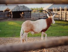 Парк семейного отдыха/зоопарк Парк животных, Галерея - фото 9