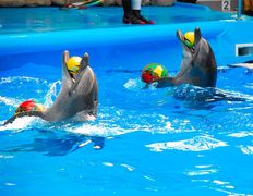 null Минский дельфинарий, Галерея - фото 12