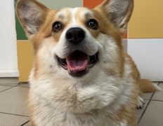 Ветеринарная клиника АйбиВЕТ, Галерея - фото 11