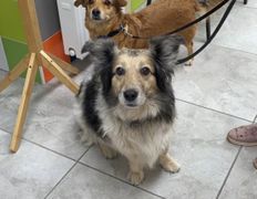 Ветеринарная клиника АйбиВЕТ, Галерея - фото 6