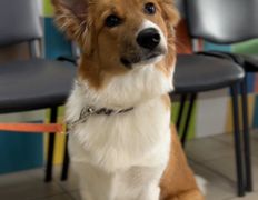 Ветеринарная клиника АйбиВЕТ, Галерея - фото 5