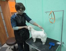 Ветеринарный центр Семь жизней, Галерея - фото 4