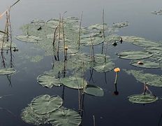 База отдыха Елки иголки, Территория - фото 3