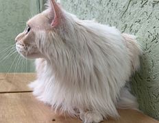 Ветклиника Хвостатый нянь, Наши пациенты - фото 16