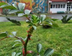 Оздоровительный комплекс Чайка, Территория - фото 11