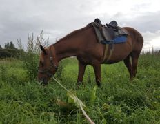 Центр верховой езды Двор Старинки, Походы - фото 7