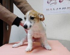 Ветклиника Айдавет, Наши пациенты - фото 19