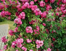 Сауна люкс VIP сауна на Явара и Калины, Беседка лето-зима - фото 6