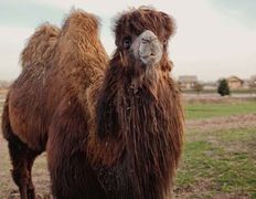 Парк семейного отдыха/зоопарк Парк животных, Галерея - фото 12