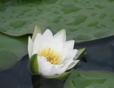 null Коттедж на озере Должа, Рыбалка - фото 20