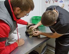 Ветклиника Эвия Верум, Галерея - фото 17