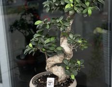 Салон цветов Фурор, Комнатные растения - фото 8