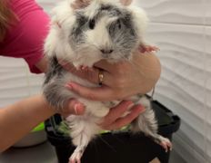 Ветеринарная клиника АйбиВЕТ, Галерея - фото 9