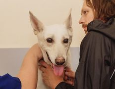 Ветеринарная клиника и аптека  Дай Лапу, Галерея - фото 14