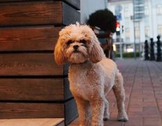 Кафе-бар CUPRUM Smoked BBQ (Купрум Смоукд Барбекю), Летняя терраса - фото 2