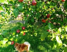 Сауна люкс VIP сауна на Явара и Калины, Беседка лето-зима - фото 3