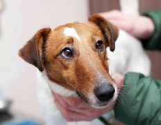 Ветклиника МогВетЛига, МогВетЛига - фото 6