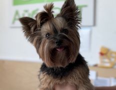 Ветеринарная клиника АйбиВЕТ, Галерея - фото 2