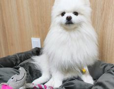 Ветклиника Хвостатый нянь, Галерея - фото 16