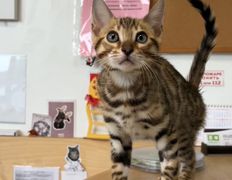 Ветеринарная клиника АйбиВЕТ, Галерея - фото 8