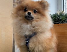 Ветеринарная клиника АйбиВЕТ, Галерея - фото 16