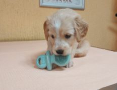 Ветклиника Айдавет, Наши пациенты - фото 9