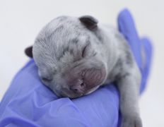 null Ветеринарный центр доктора Базылевского А.А. Филиал «Могилев», Галерея - фото 16