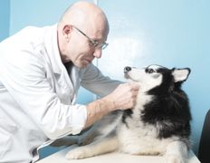 Ветеринарная клиника ВетСпектр, Наши пациенты - фото 1