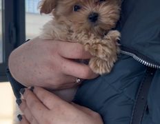 Ветеринарная клиника АйбиВЕТ, Галерея - фото 19