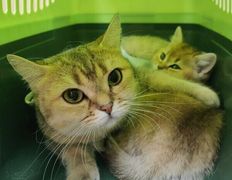 Ветклиника Хвостатый нянь, Галерея - фото 11