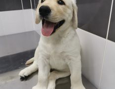 null Ветеринарный центр доктора Базылевского А.А. Филиал «Минск 24/7», Галерея - фото 5