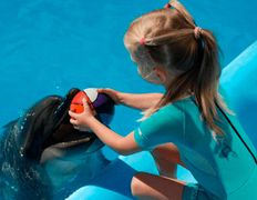 null Минский дельфинарий, Галерея - фото 13