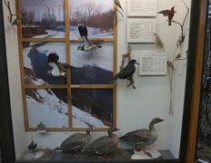 null Музей природы и экологии, Музей - фото 3