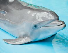 null Минский дельфинарий, Галерея - фото 15