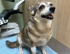 Ветклиника Хвостатый нянь, Галерея - фото 12