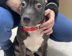 Ветеринарная клиника АйбиВЕТ, Галерея - фото 14