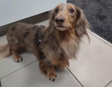 Ветклиника Айдавет, Наши пациенты - фото 12