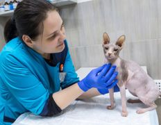 null Ветеринарный центр доктора Базылевского А.А. Филиал «Могилев», Галерея - фото 13