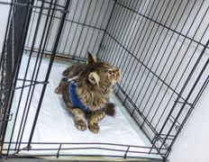 Ветклиника МогВетЛига, Галерея - фото 19