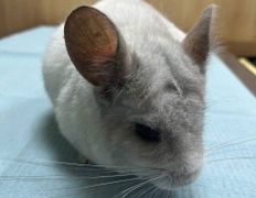 Ветклиника Хвостатый нянь, Наши пациенты - фото 19