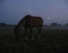 Центр верховой езды Двор Старинки, Походы - фото 14