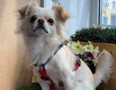 Ветеринарная клиника АйбиВЕТ, Галерея - фото 15