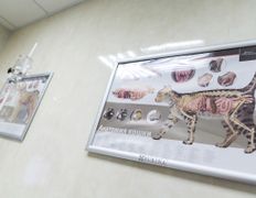 Ветклиника МогВетЛига, Галерея - фото 10